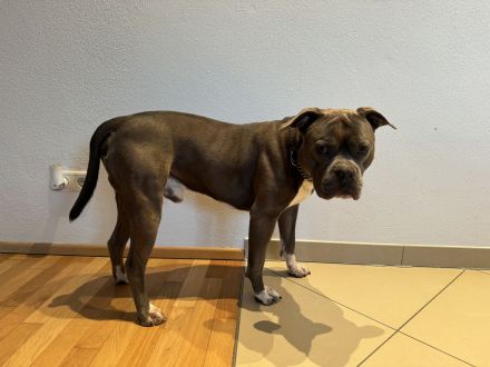American bully