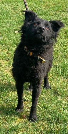 Lockenmädchen Ceta sucht ein Zuhause