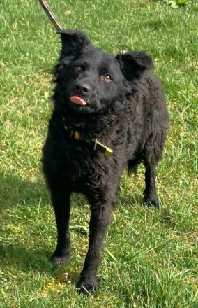 Lockenmädchen Ceta sucht ein Zuhause