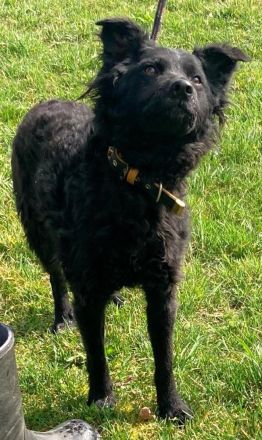 Lockenmädchen Ceta sucht ein Zuhause