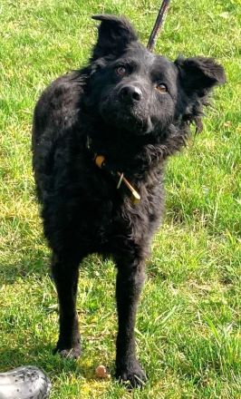 Lockenmädchen Ceta sucht ein Zuhause