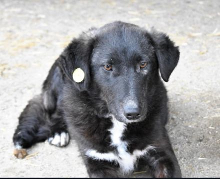 Wayona, gerettet aus dem städtischen Shelter, sucht ihre Menschen