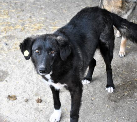 Wayona, gerettet aus dem städtischen Shelter, sucht ihre Menschen