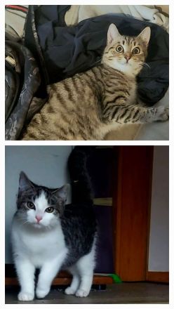 2 kleine Kater,  5 Monate