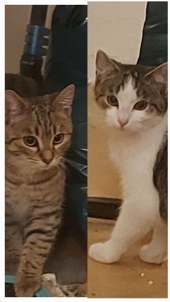 2 kleine Kater,  5 Monate