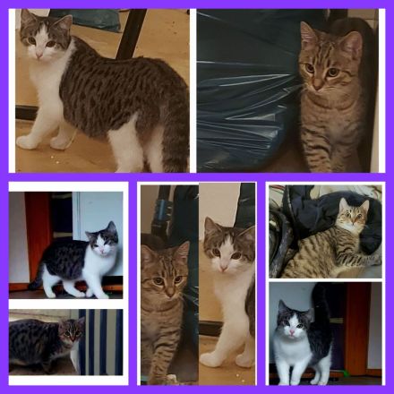 2 kleine Kater,  5 Monate