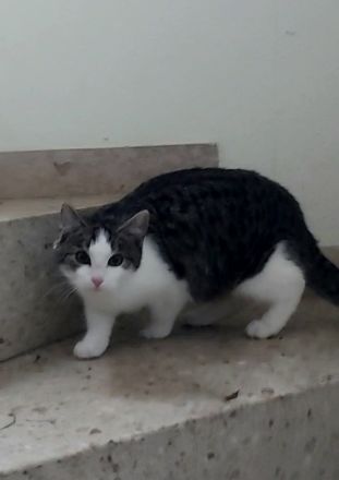 2 kleine Kater,  5 Monate