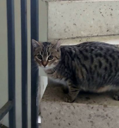 2 kleine Kater,  5 Monate