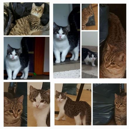 2 kleine Kater,  5 Monate