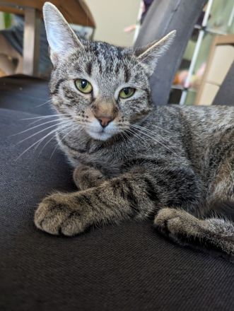 Zwei Katzen abzugeben