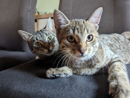 Zwei Katzen abzugeben