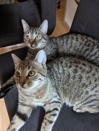 Zwei Katzen abzugeben