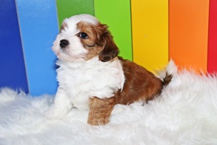 Wir planen für Ende August 2025  süße Havaneserwelpen