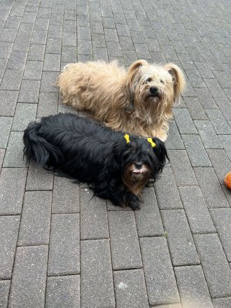 Wir planen für Ende August 2025  süße Havaneserwelpen