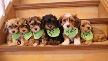 Wir planen für Ende August 2025  süße Havaneserwelpen