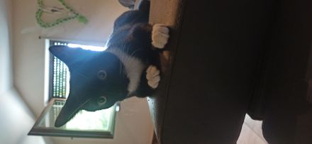 2 Kater zu verkaufen