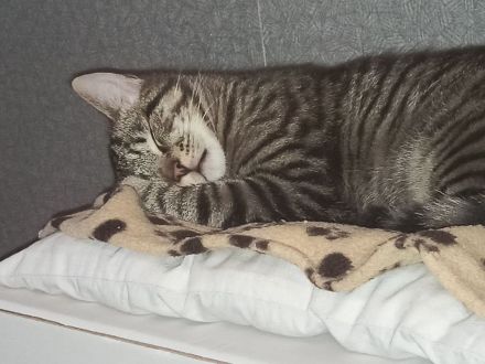 2 Kater zu verkaufen