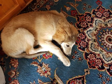 Hübsche Elli, drei Monate jung