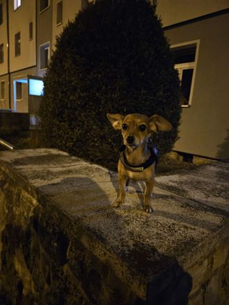 Mischlingshündin schweren Herzens abzugeben