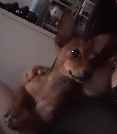 Mischlingshündin schweren Herzens abzugeben