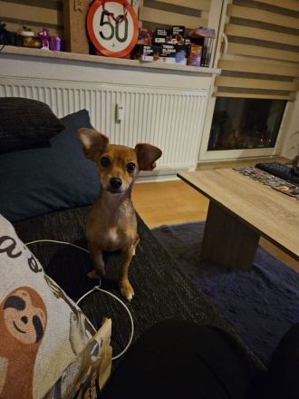 Mischlingshündin schweren Herzens abzugeben