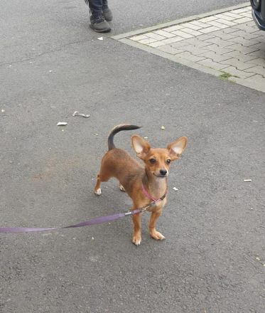 Mischlingshündin schweren Herzens abzugeben