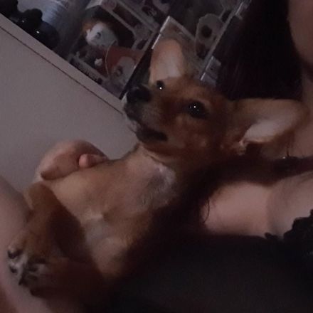 Mischlingshündin schweren Herzens abzugeben