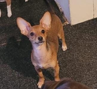 Mischlingshündin schweren Herzens abzugeben