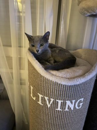 Russisch Blau abzugeben