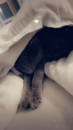 Russisch Blau abzugeben