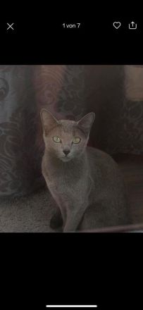 Russisch Blau abzugeben