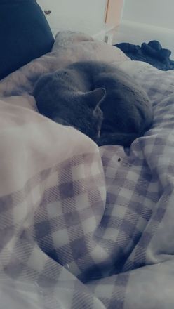 Russisch Blau abzugeben