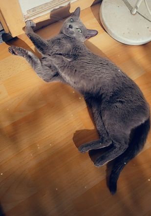 Russisch Blau abzugeben