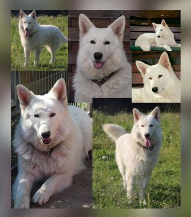 Weisse Schäferhund Welpen