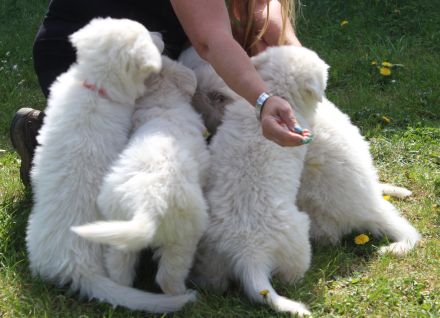 Weisse Schäferhund Welpen
