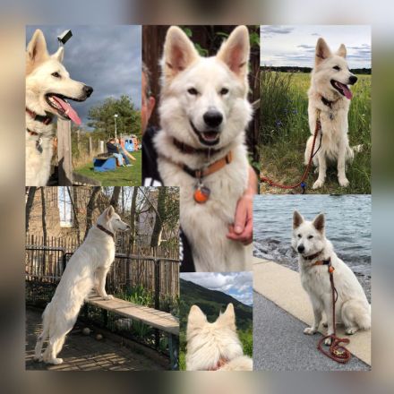 Weisse Schäferhund Welpen