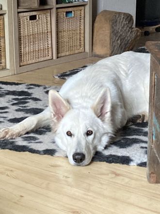 Weisse Schäferhund Welpen