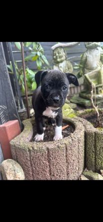 American Staffordshire Terrier Welpen suchen Ihr neues Zuhause.
