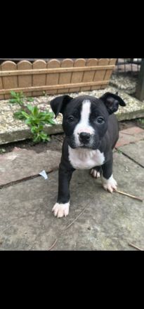 American Staffordshire Terrier Welpen suchen Ihr neues Zuhause.