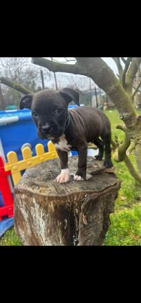 American Staffordshire Terrier Welpen suchen Ihr neues Zuhause.