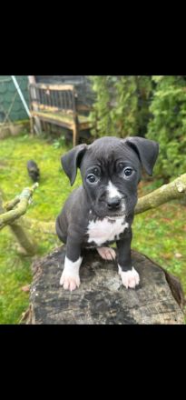 American Staffordshire Terrier Welpen suchen Ihr neues Zuhause.