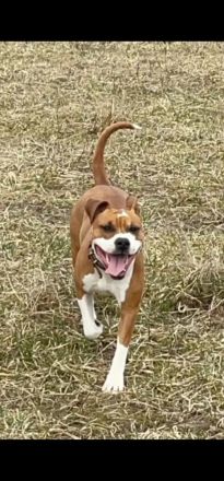 American Staffordshire Terrier Welpen suchen Ihr neues Zuhause.