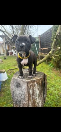American Staffordshire Terrier Welpen suchen Ihr neues Zuhause.