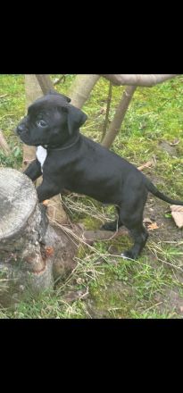 American Staffordshire Terrier Welpen suchen Ihr neues Zuhause.