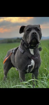 American Staffordshire Terrier Welpen suchen Ihr neues Zuhause.