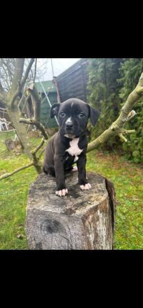 American Staffordshire Terrier Welpen suchen Ihr neues Zuhause.