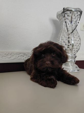 Bolonka Zwetna Welpen