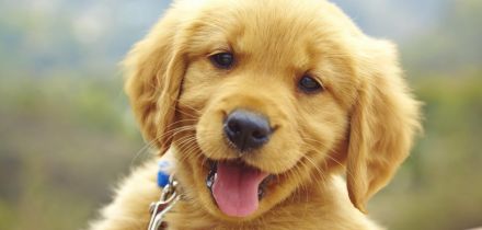 Labrador Golden Retriever