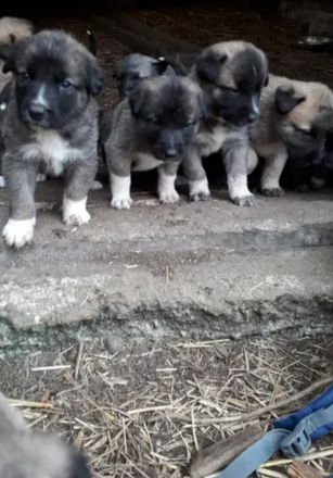 Mallinoi Pyrenäenberghund Osteuropäischer Schäferhund Mischling