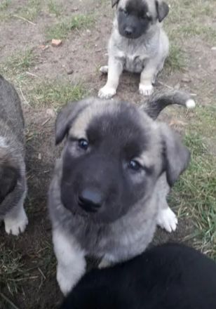 Mallinoi Pyrenäenberghund Osteuropäischer Schäferhund Mischling